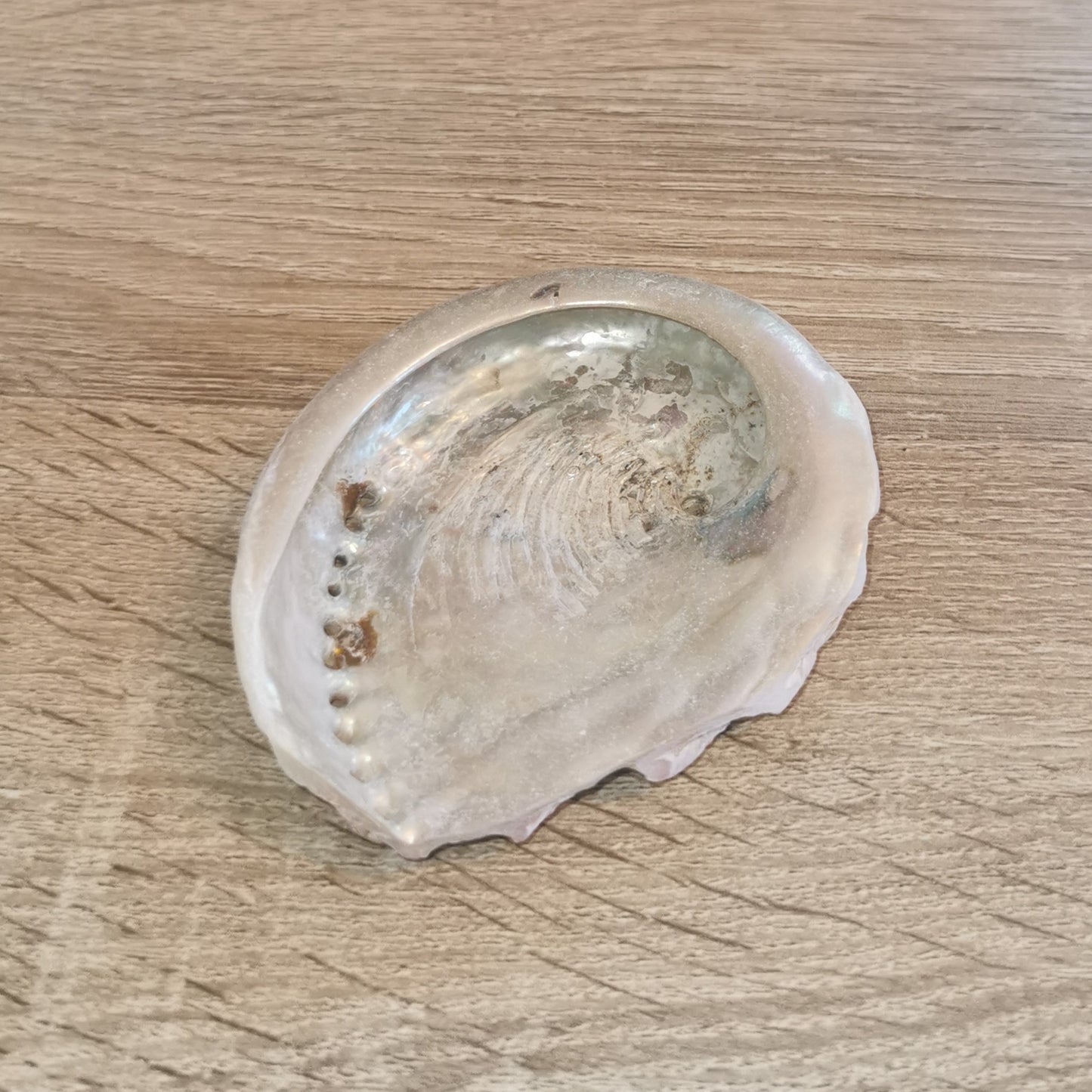 Coquille d'Ormeau Naturelle 10-12cm