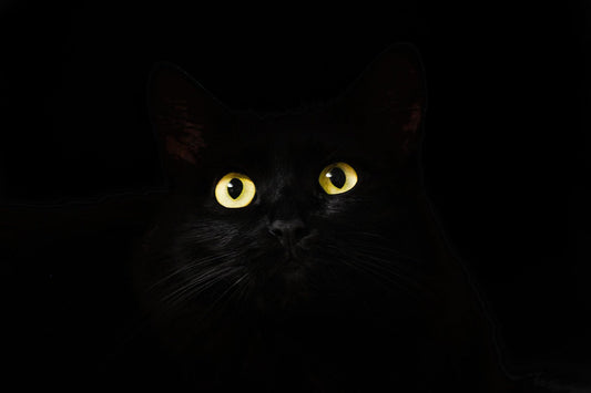 Les chats noirs